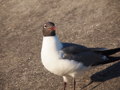 [A gull with a grey head and grey back and feathers, a red bill, and a white belly/underside stares at the camera with its white-ringed black eye.]